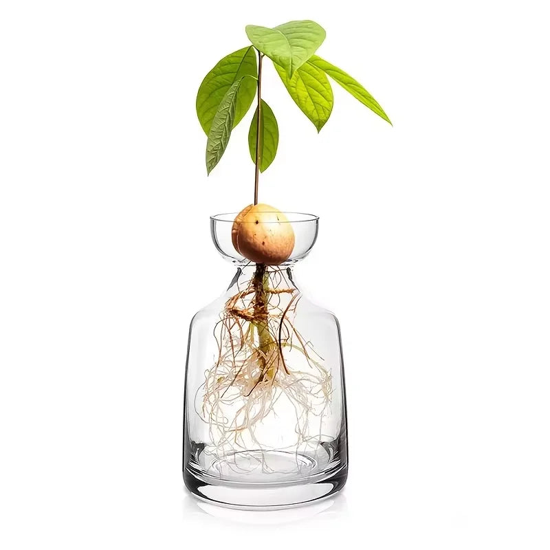 Image of Germinador de Aguacates