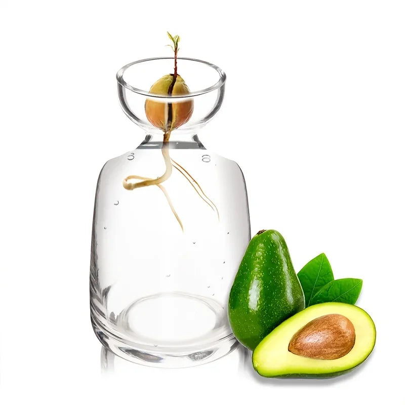 Image of Germinador de Aguacates