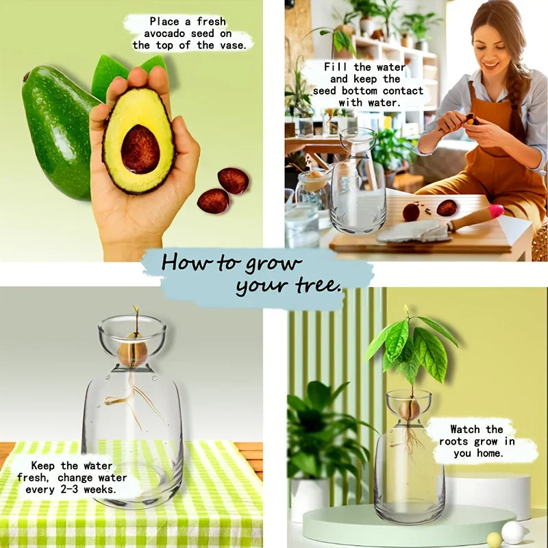 Image of Germinador de Aguacates