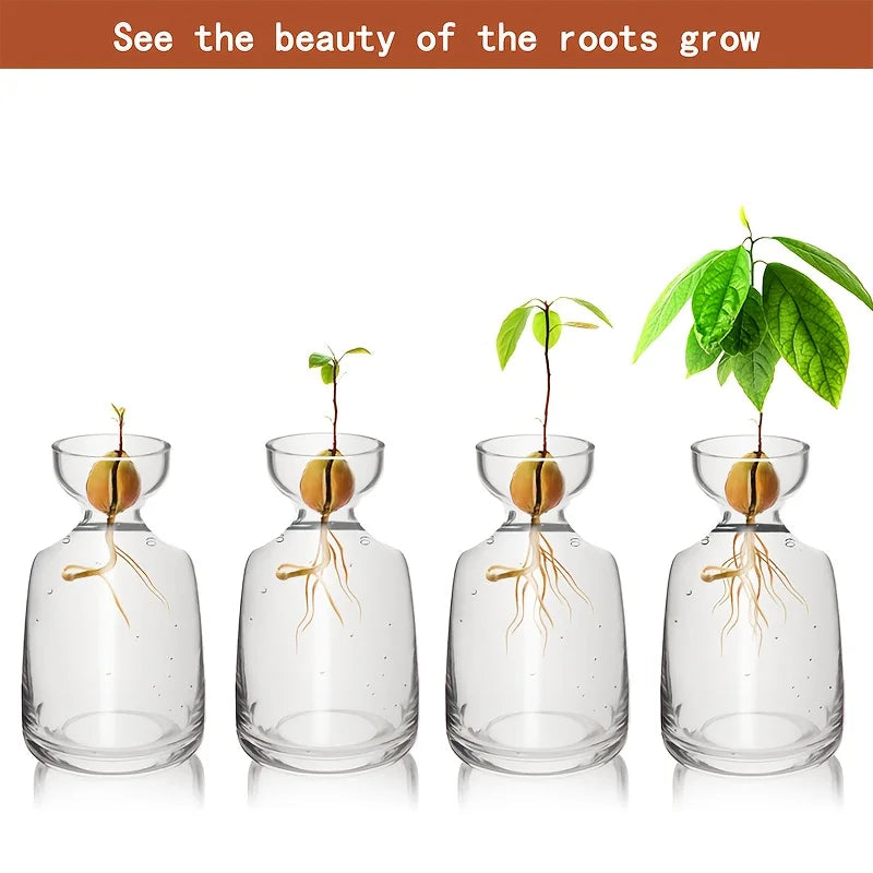 Image of Germinador de Aguacates