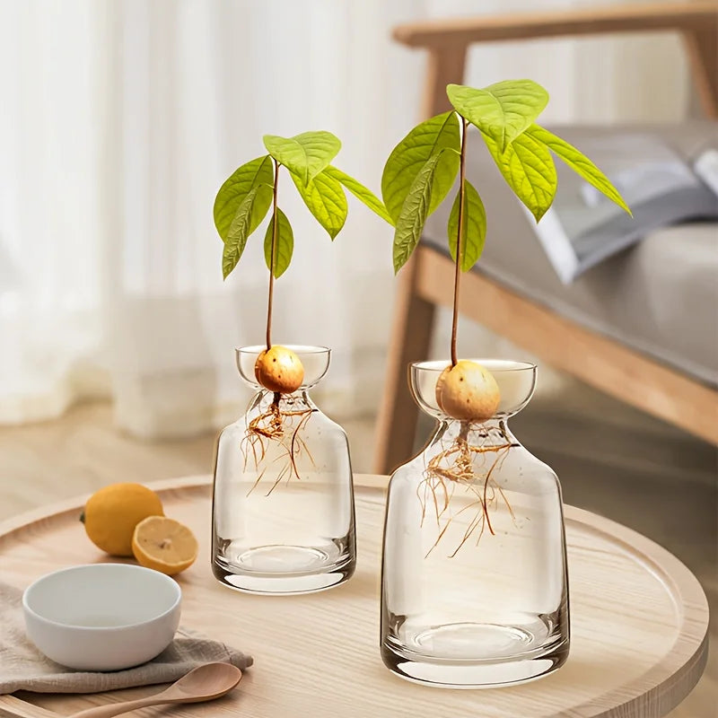 Image of Germinador de Aguacates